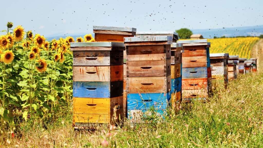 Arnie da apicoltura in mezzo ad un campo di girasoli